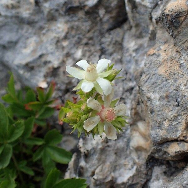 Potentilla caulescens Habitus