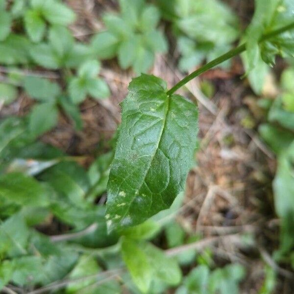 Crepis lampsanoides Leaf