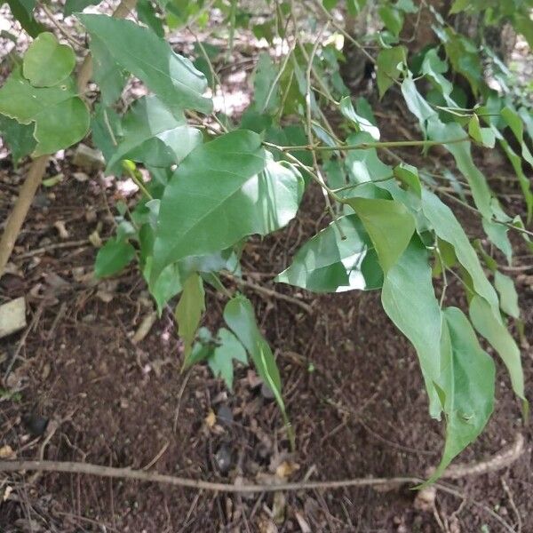 Croton reflexifolius 葉