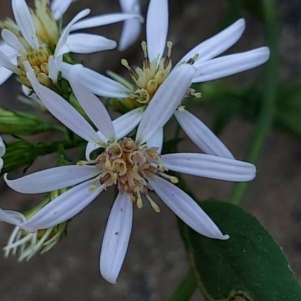 Symphyotrichum cordifolium Kwiat