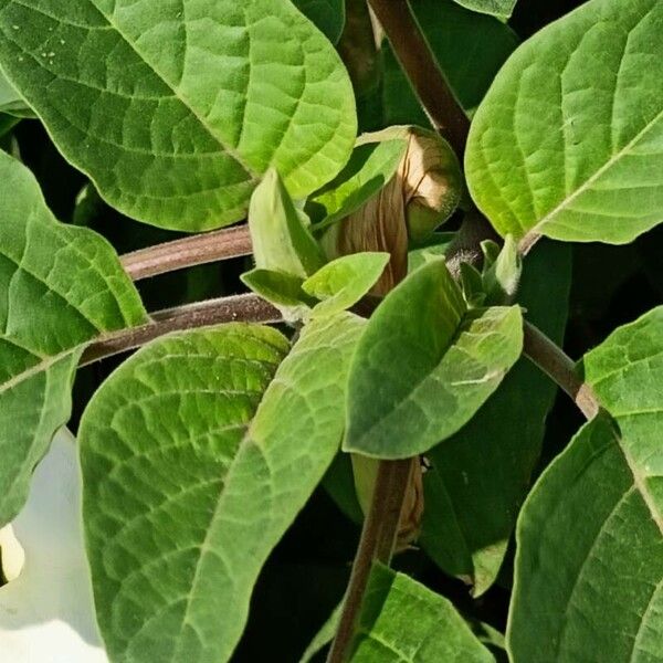 Datura innoxia Lapas