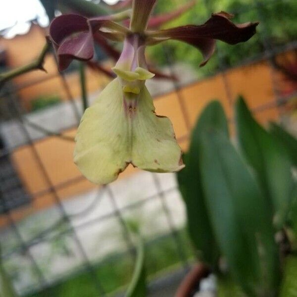 Encyclia cordigera Blomst