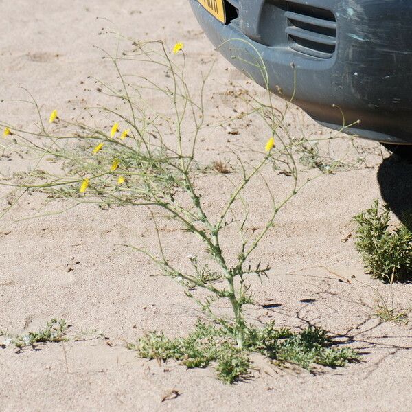 Launaea mucronata Habit