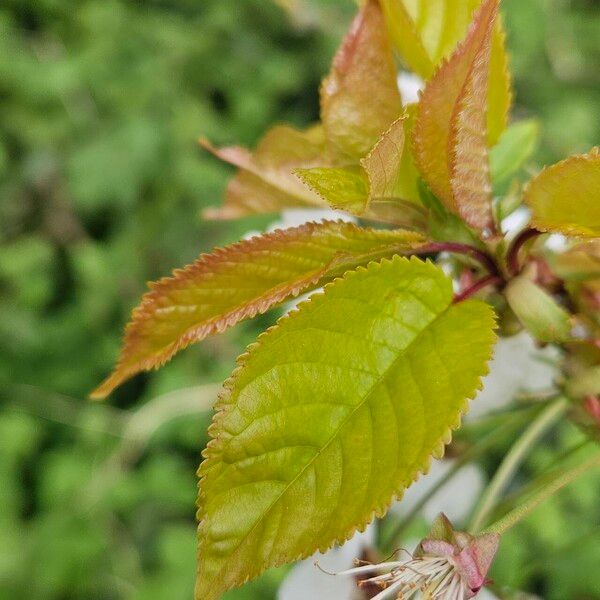 Prunus cerasus Лист