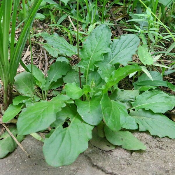 Youngia japonica Leaf