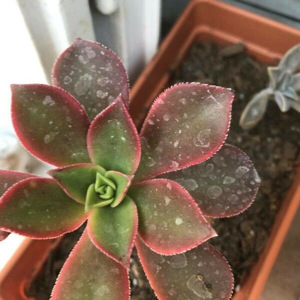 Aeonium haworthii Leaf