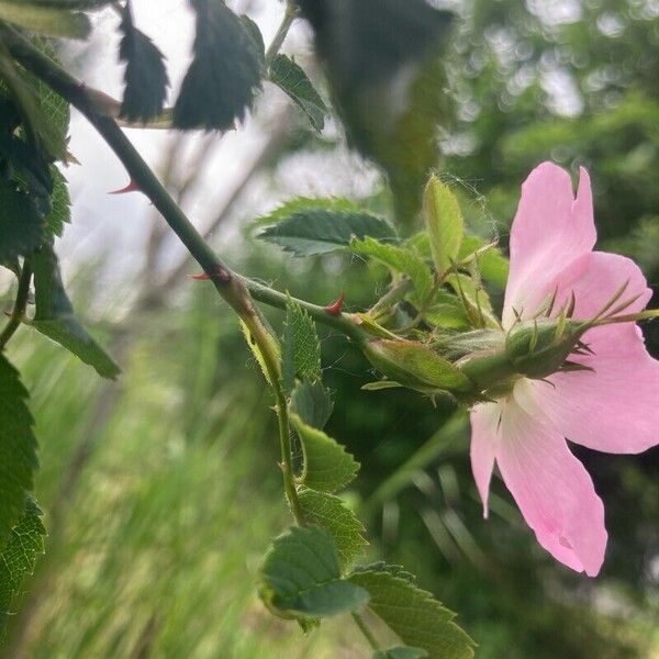 Rosa rubiginosa Leaf