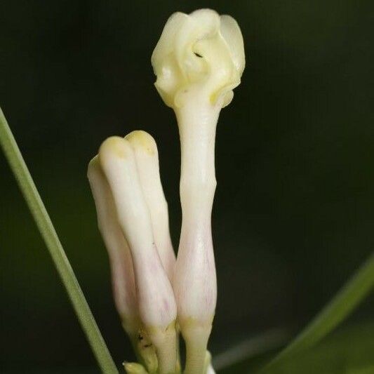 Tabernaemontana disticha Flower