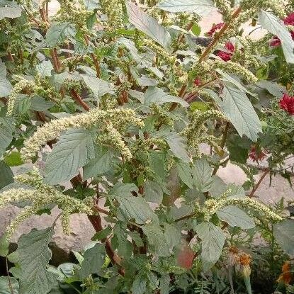 Amaranthus tortuosus Leaf