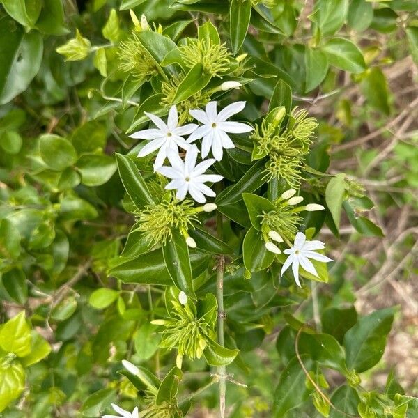 Jasminum multiflorum Leaf