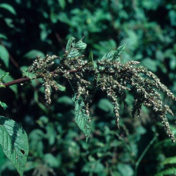 Amaranthus dubius Агульны выгляд