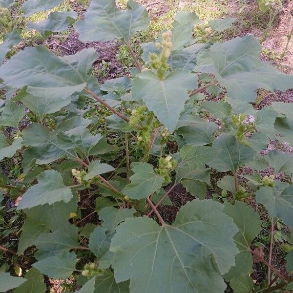 Xanthium strumarium Lorea