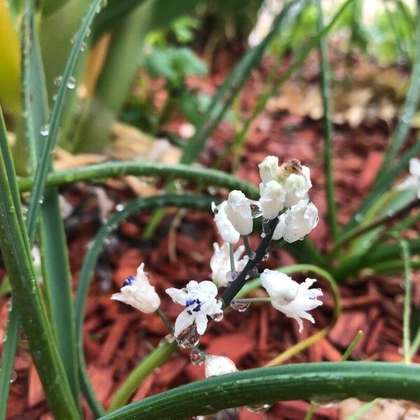 Bellevalia romana Flors