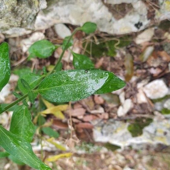 Antirrhinum latifolium Blatt