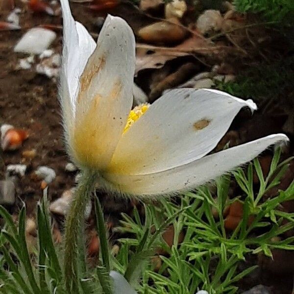 Pulsatilla alpina Flor