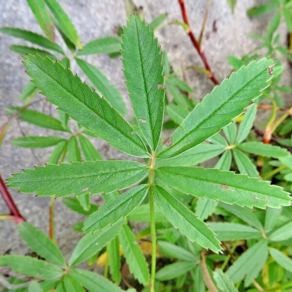 Comarum palustre Leaf