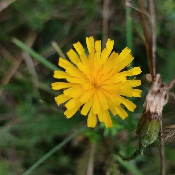 Scorzoneroides autumnalis Květ