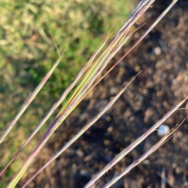 Schizachyrium scoparium Yaprak