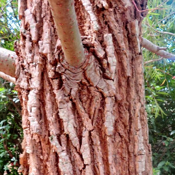 Salix humboldtiana Bark