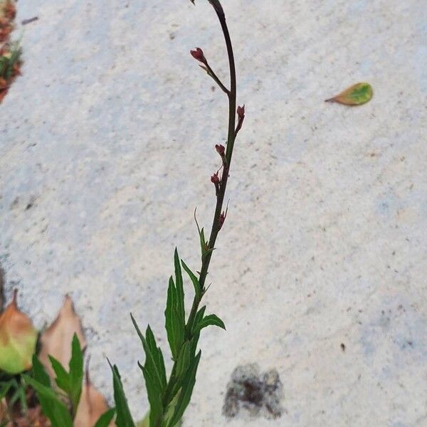 Oenothera gaura Floro