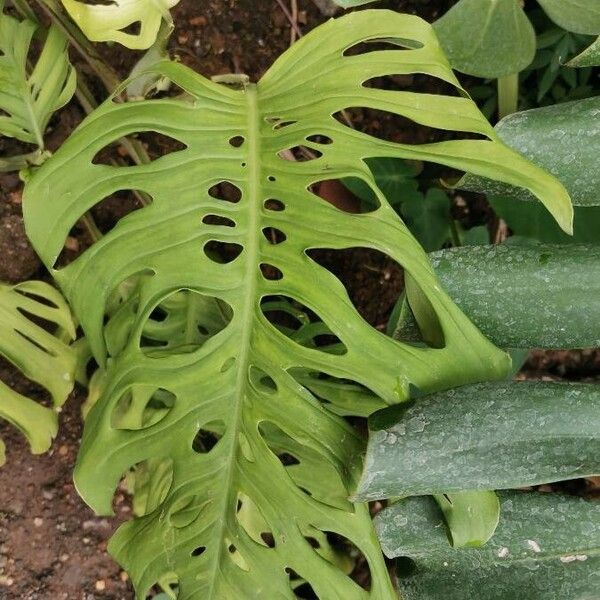 Monstera adansonii Hoja