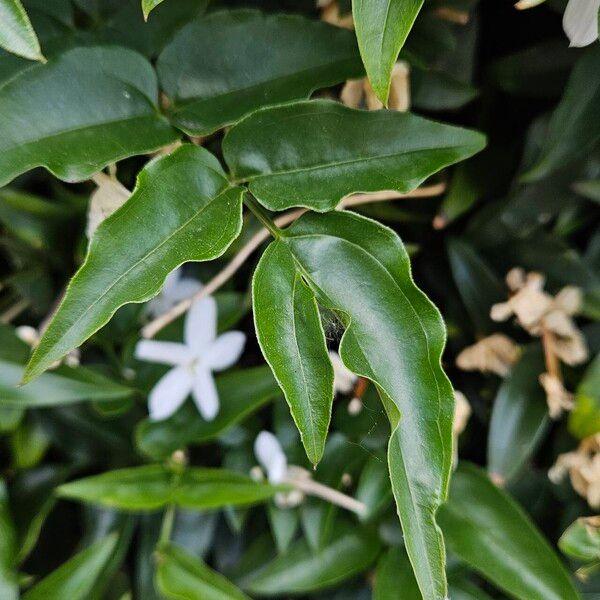 Jasminum officinale برگ