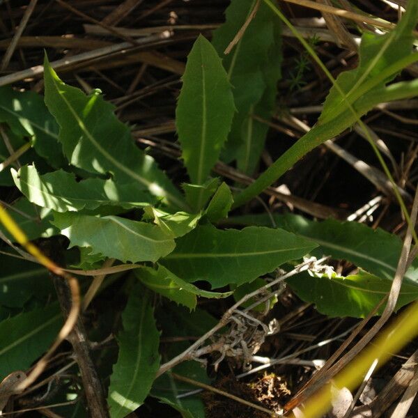 Sonchus maritimus 葉