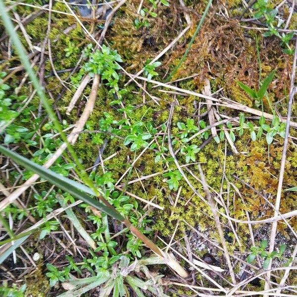 Lysimachia maritima List