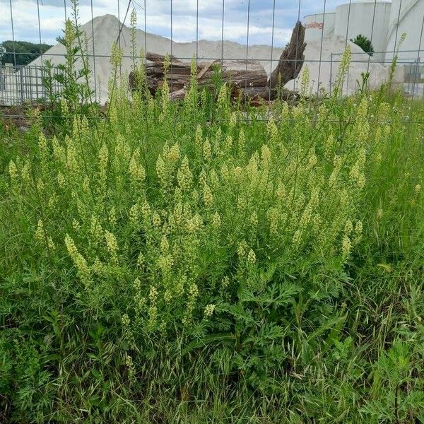 Reseda lutea Habitus