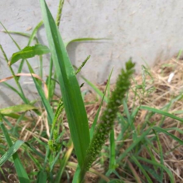 Setaria verticillata Liść