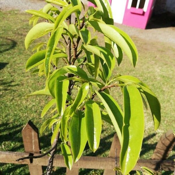 Annona muricata Листок