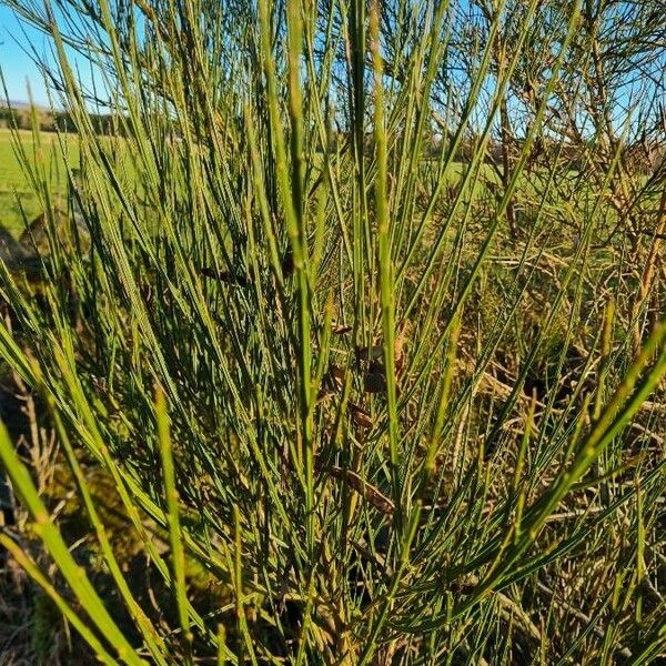 Cytisus striatus Hoja