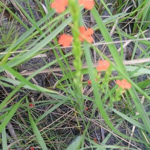 Striga asiatica Flower