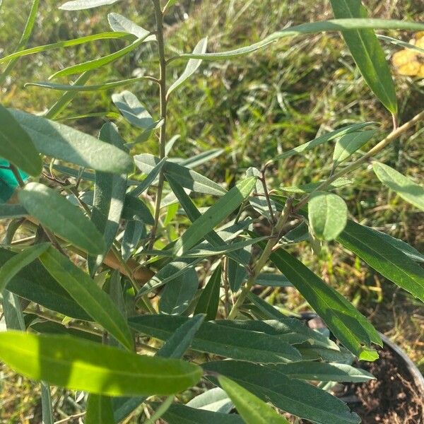 Ilex cassine Ліст