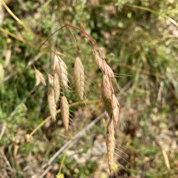 Bromus squarrosus फल