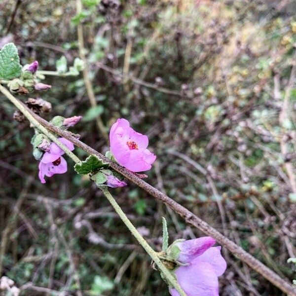 Malacothamnus fremontii Lorea