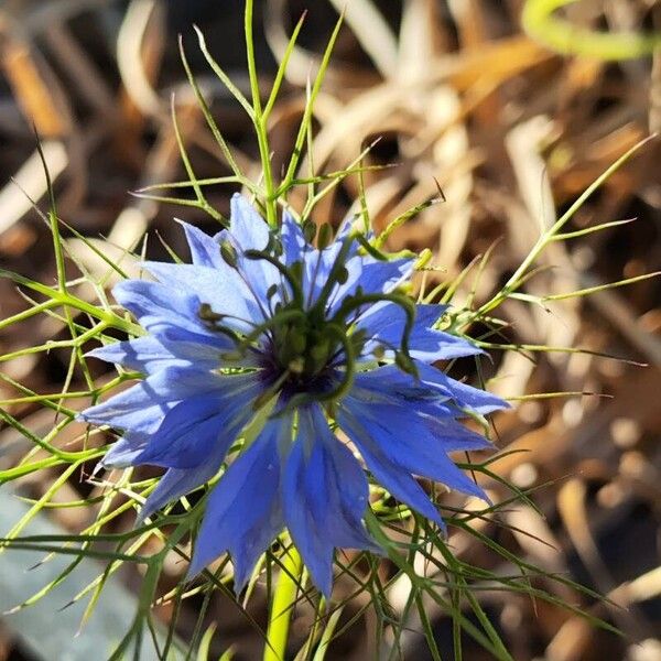 Nigella damascena 花