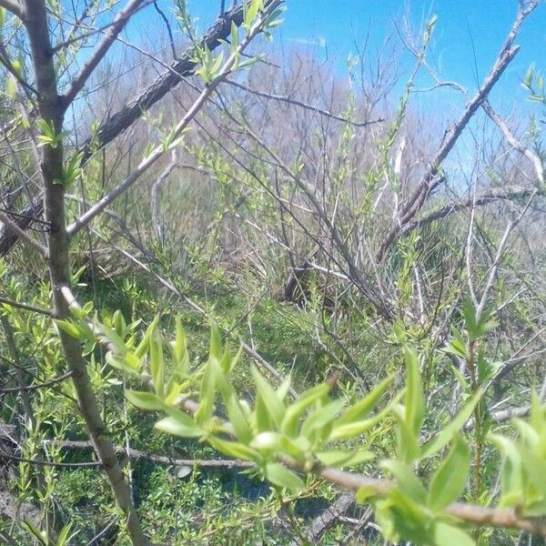 Salix laevigata Folha