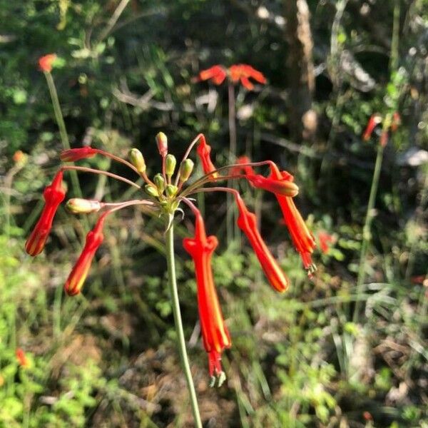 Aloe amudatensis Virág