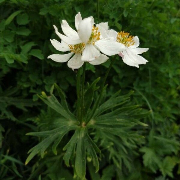 Anemonastrum narcissiflorum Kwiat