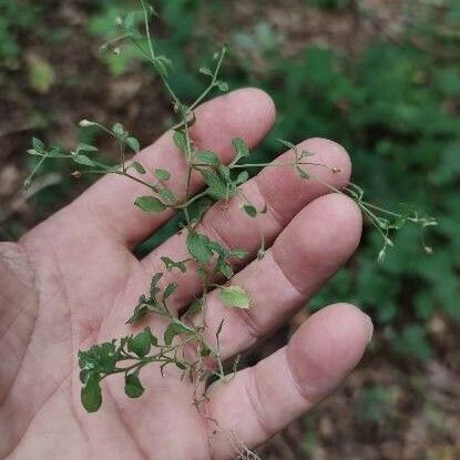 Stellaria apetala Habit