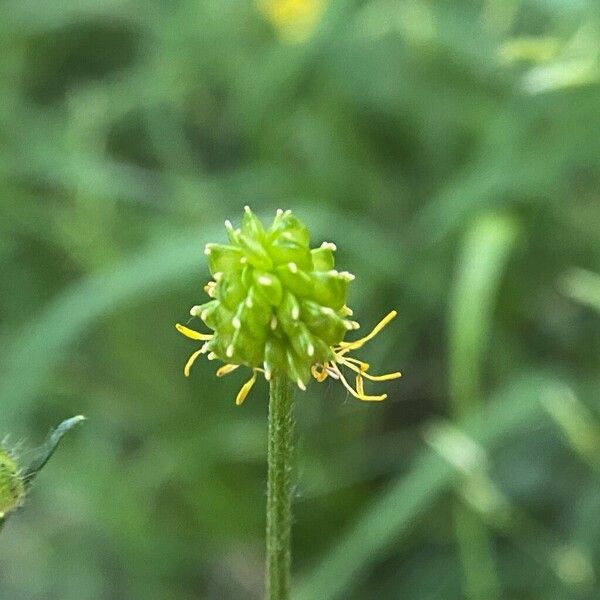 Ranunculus polyanthemos Плод