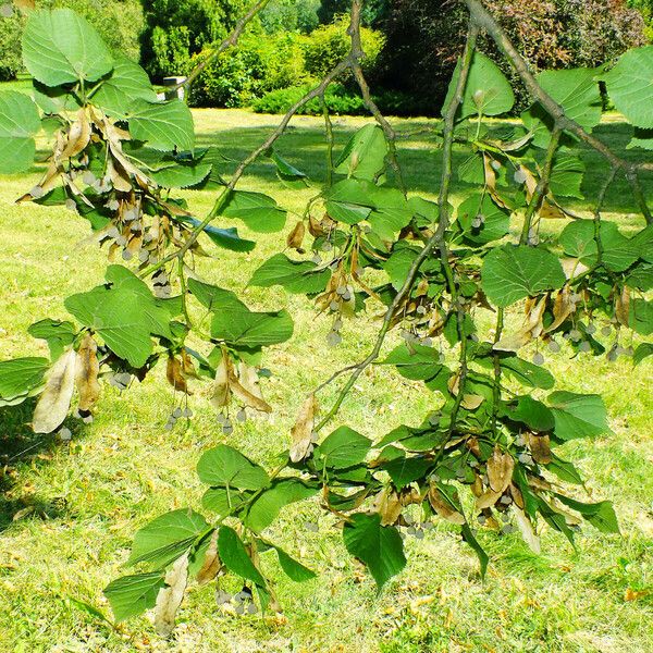 Tilia platyphyllos Fruct