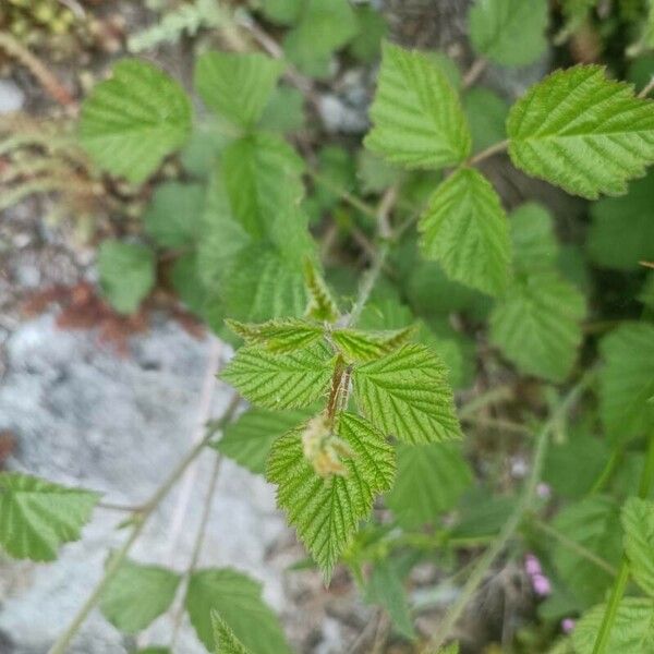 Rubus pruinosus পাতা