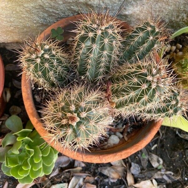 Echinocereus coccineus Fuelha