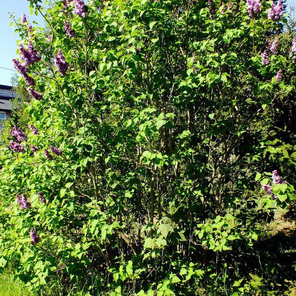 Syringa vulgaris Buveinė