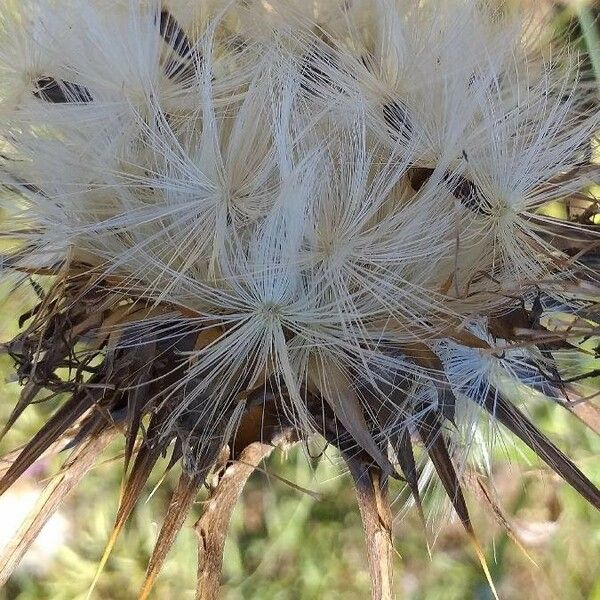 Silybum marianum Fruit