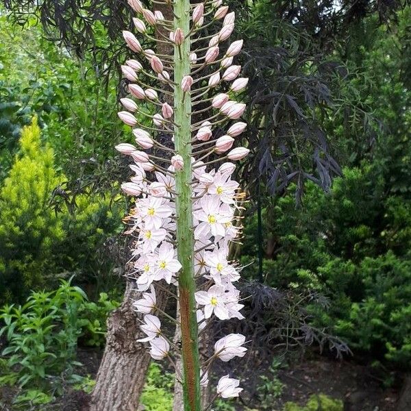 Eremurus robustus Blodyn