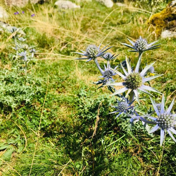 Eryngium bourgatii Цветок