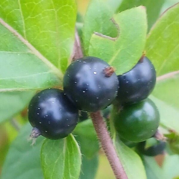 Lonicera japonica Fruit